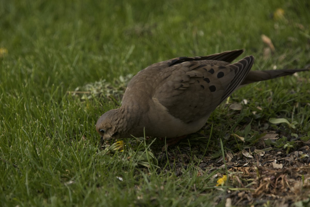 Mourning Dove - ML617695729