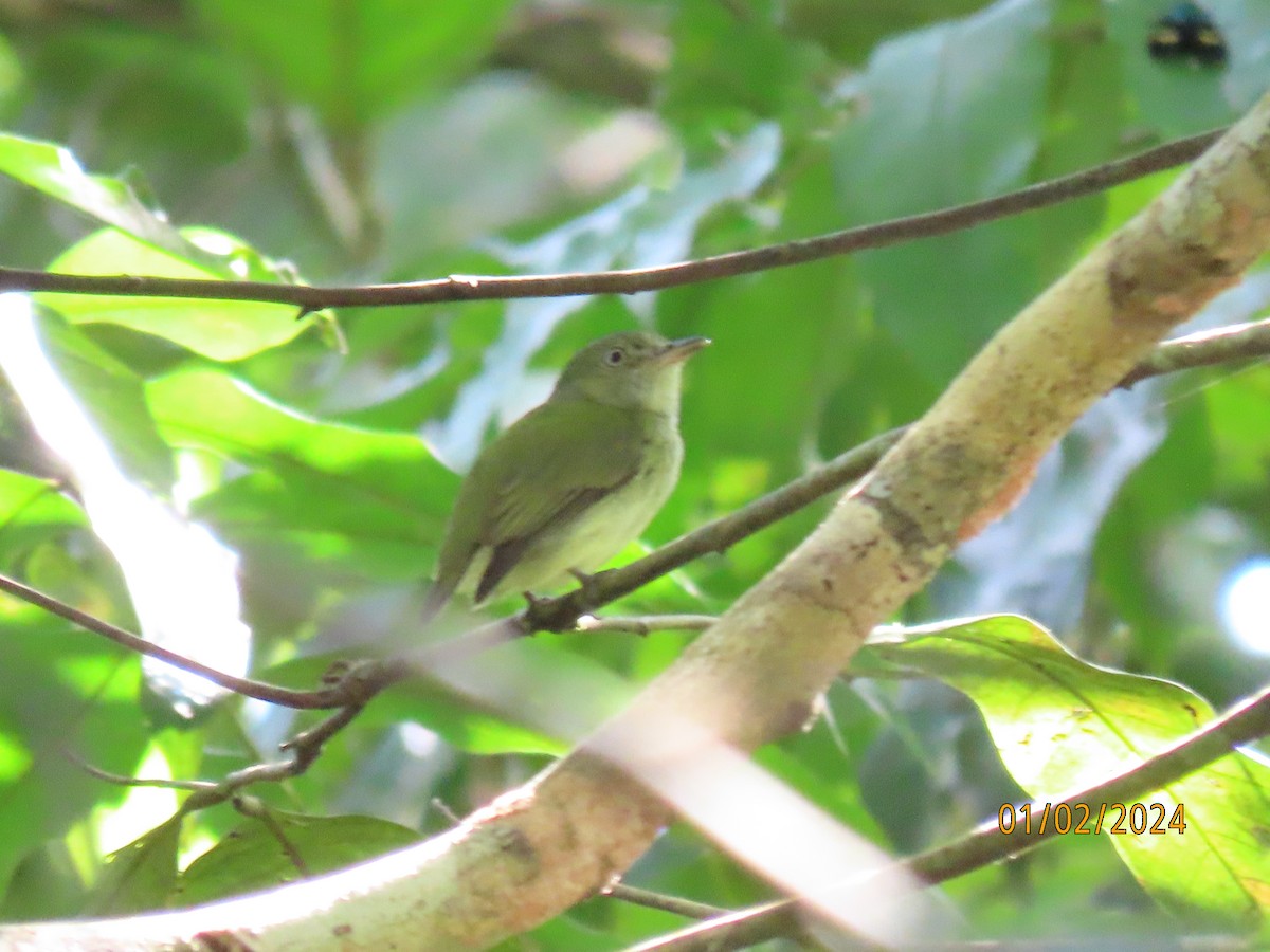 Dwarf Tyrant-Manakin - ML617695732