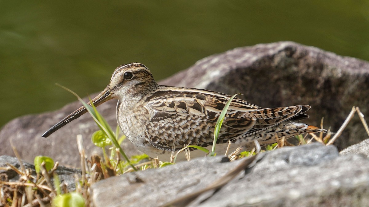 Gallinago sp. - ML617695799