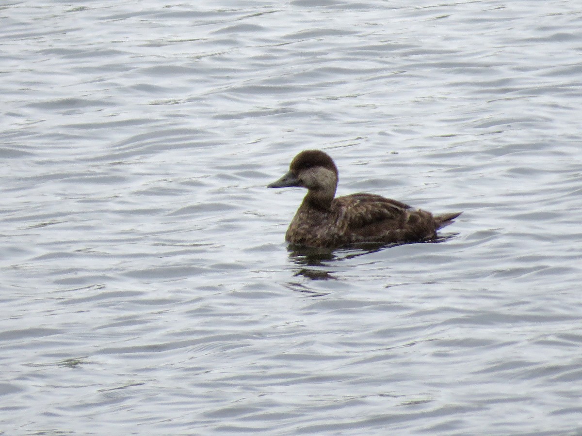 Black Scoter - Kevin Groeneweg