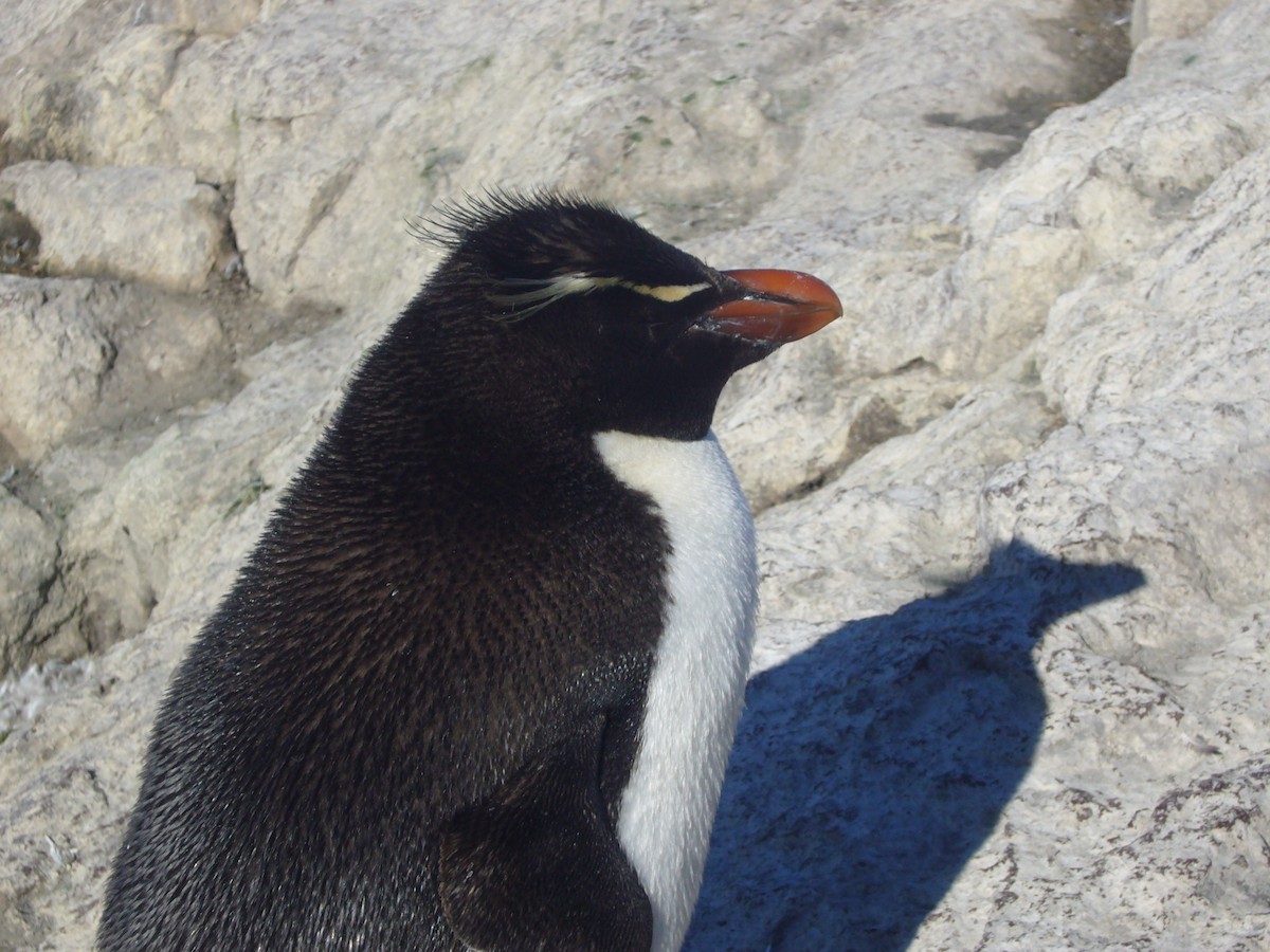 Pingüino Saltarrocas Meridional - ML617695817