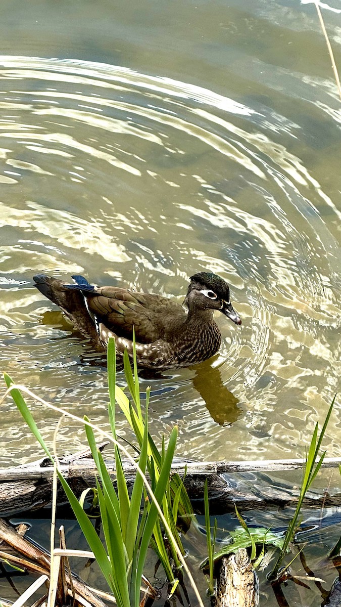 Wood Duck - Elle Canalez