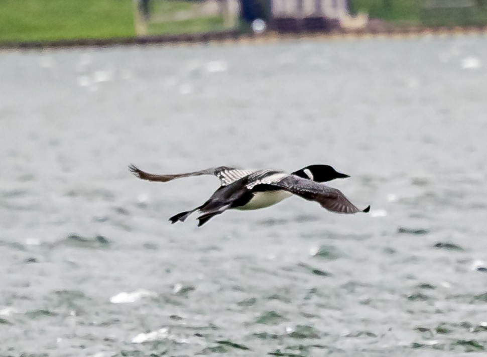 Common Loon - ML617695861