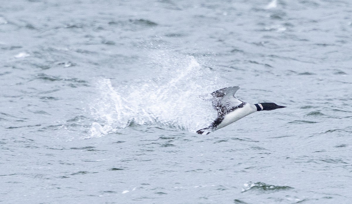 Common Loon - ML617695862