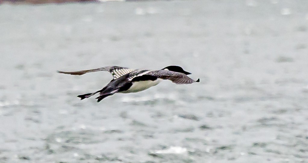 Common Loon - ML617695867