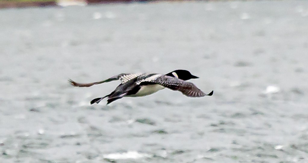 Common Loon - ML617695868