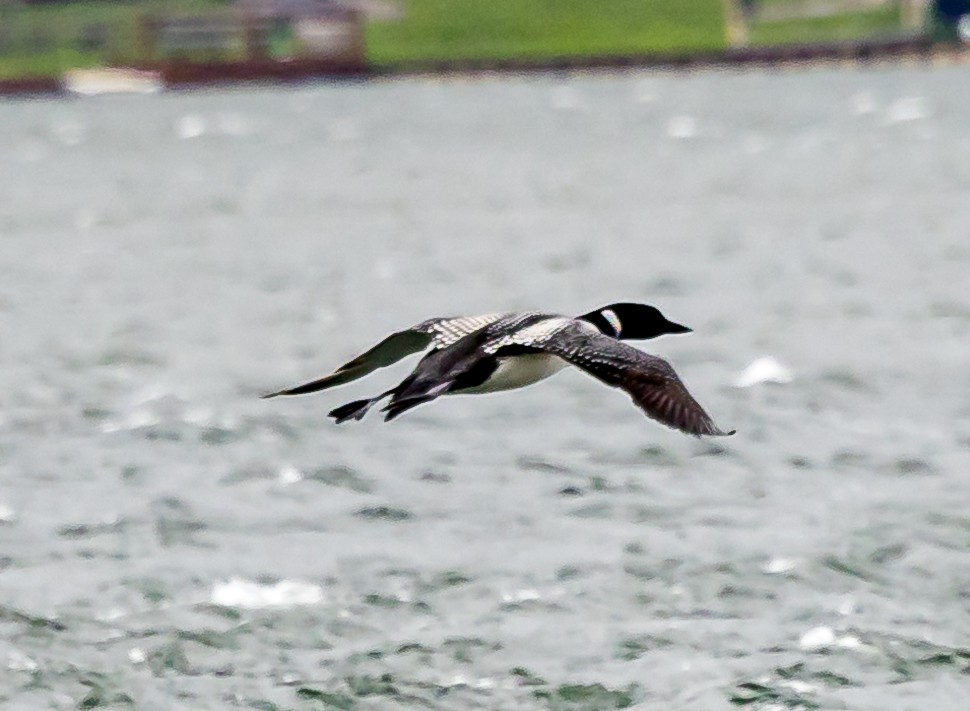 Common Loon - ML617695870