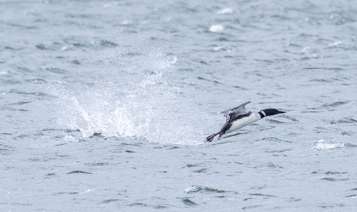 Common Loon - ML617695872