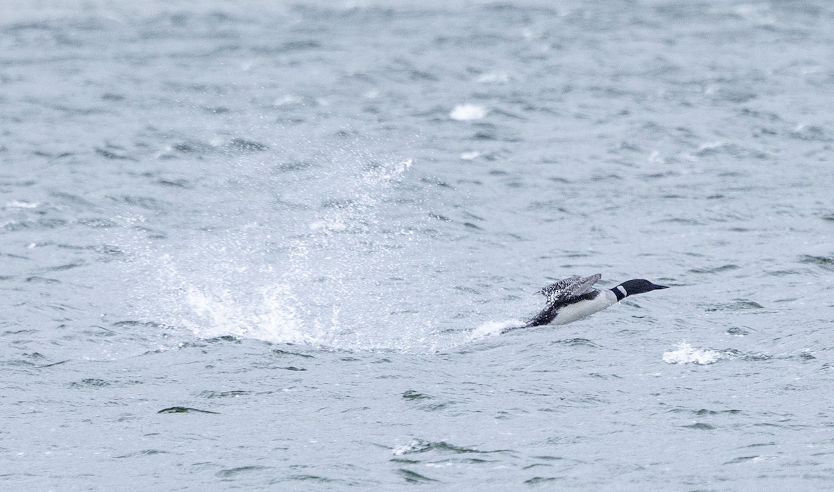 Common Loon - Robert Bochenek