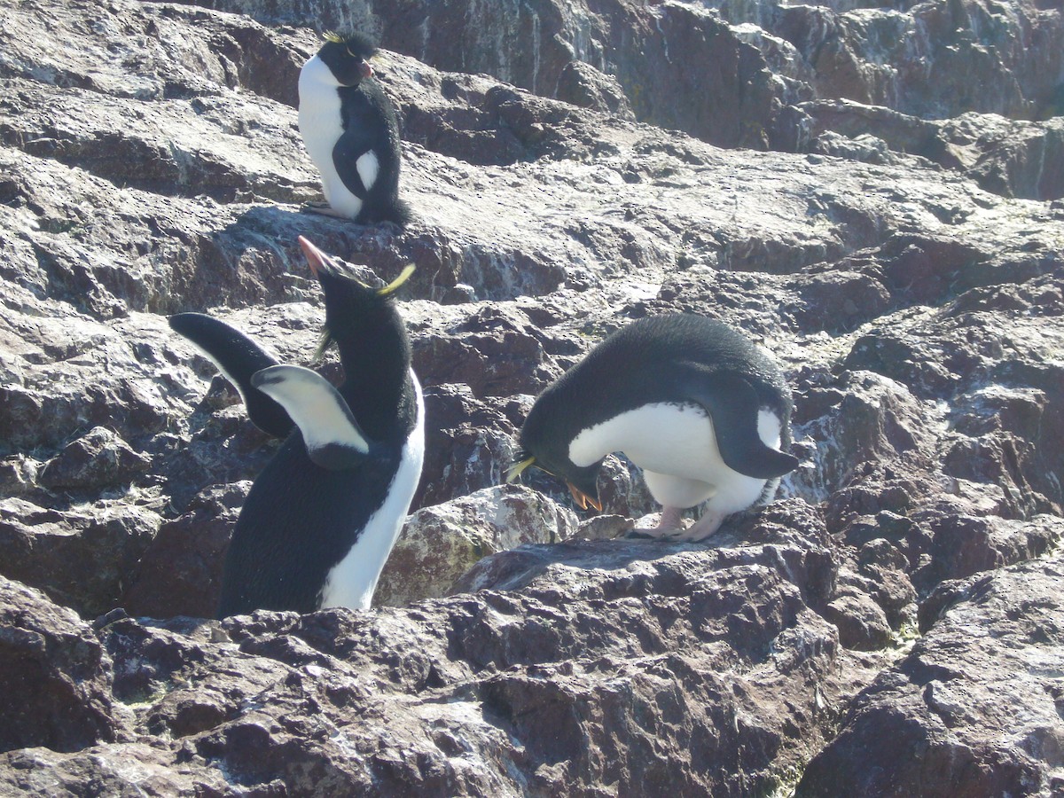 Pingüino Saltarrocas Meridional - ML617695877