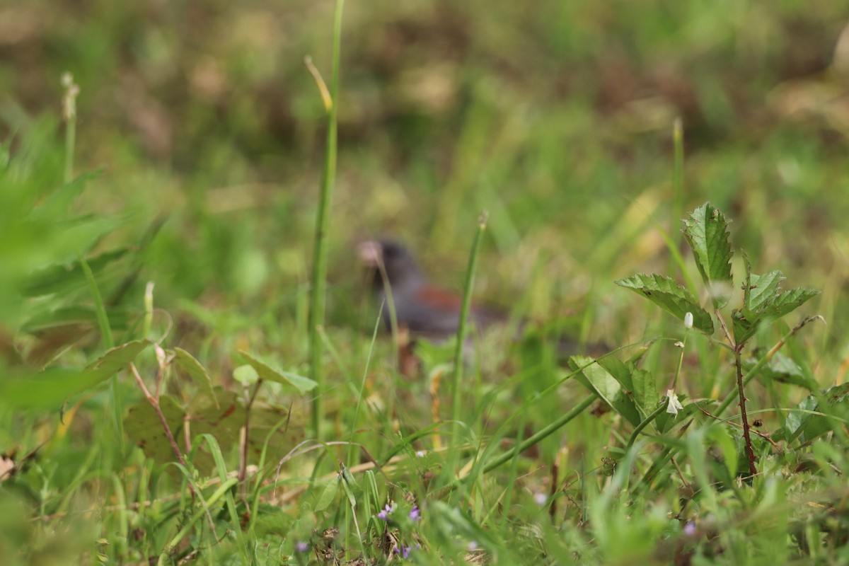 Dark-eyed Junco (Gray-headed) - ML617695878