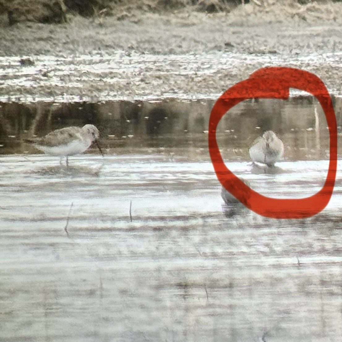 Pectoral Sandpiper - ML617695883