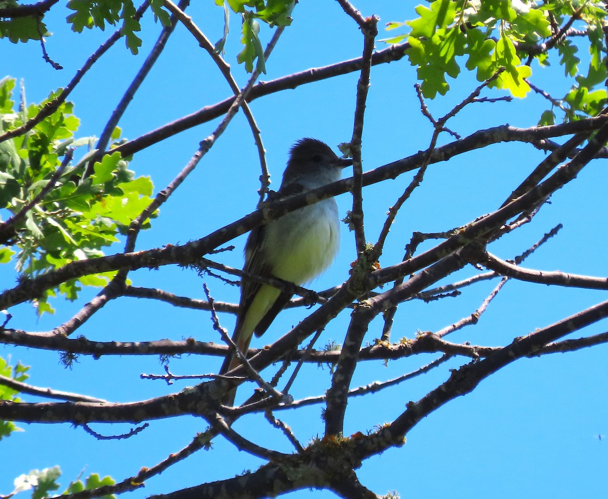 Ash-throated Flycatcher - ML617695899