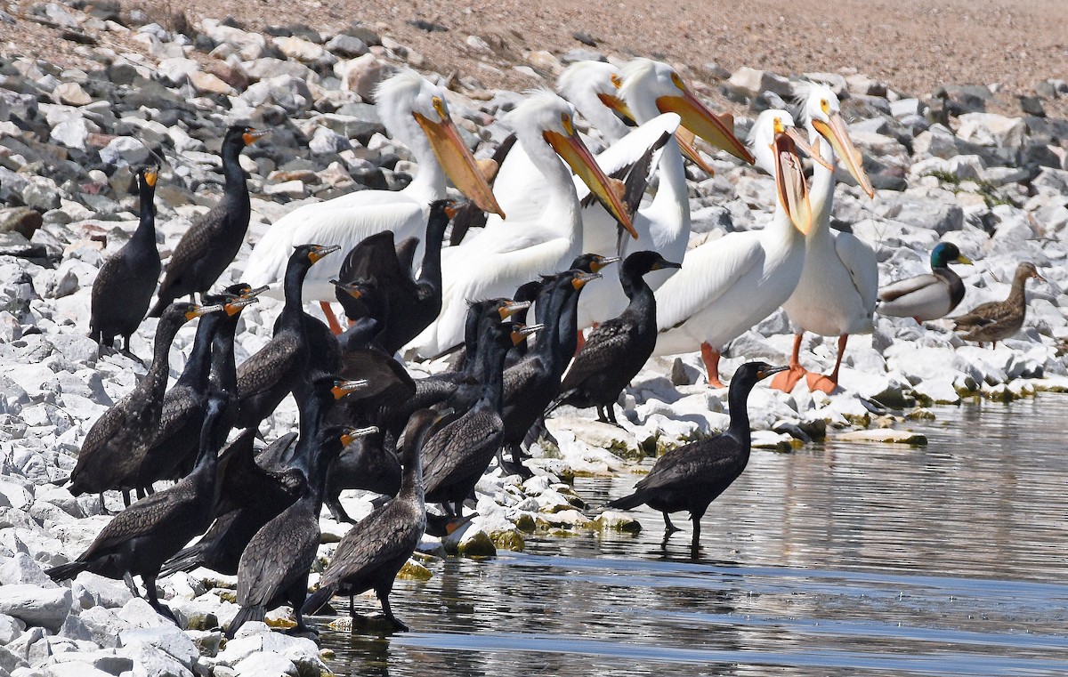 Double-crested Cormorant - ML617695917