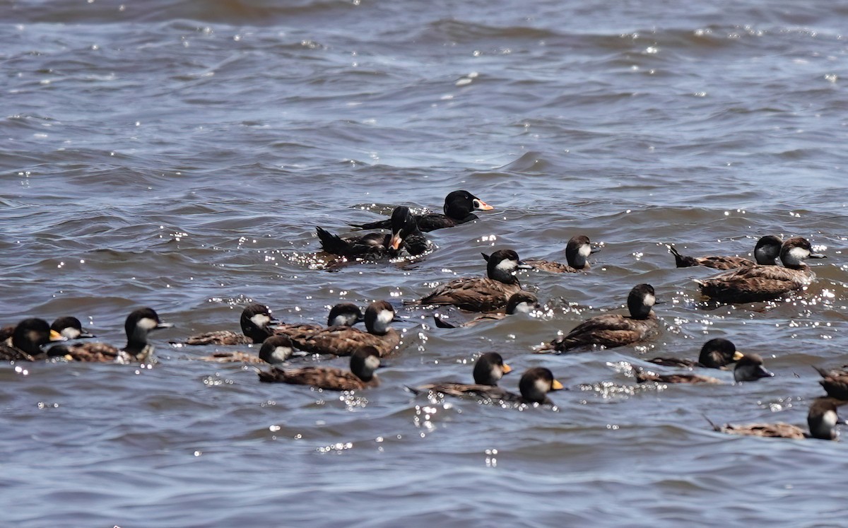 Surf Scoter - ML617695935