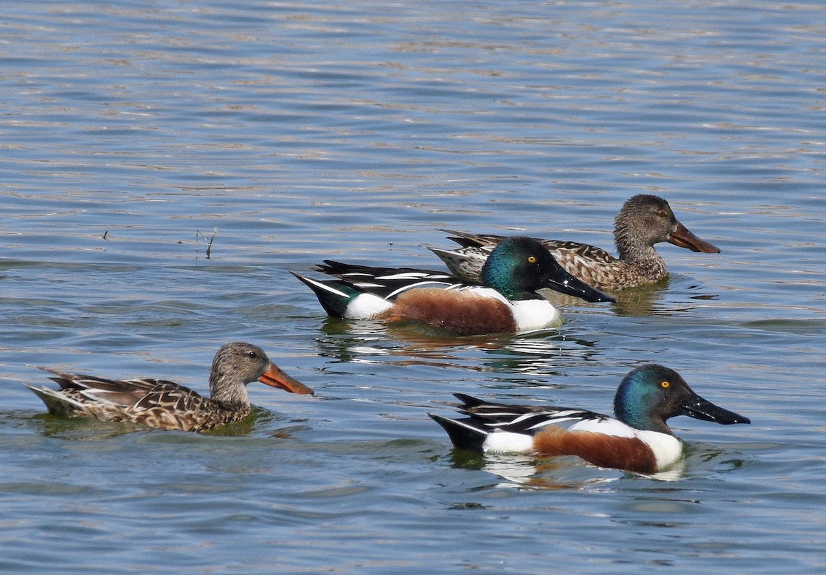 Northern Shoveler - ML617695940