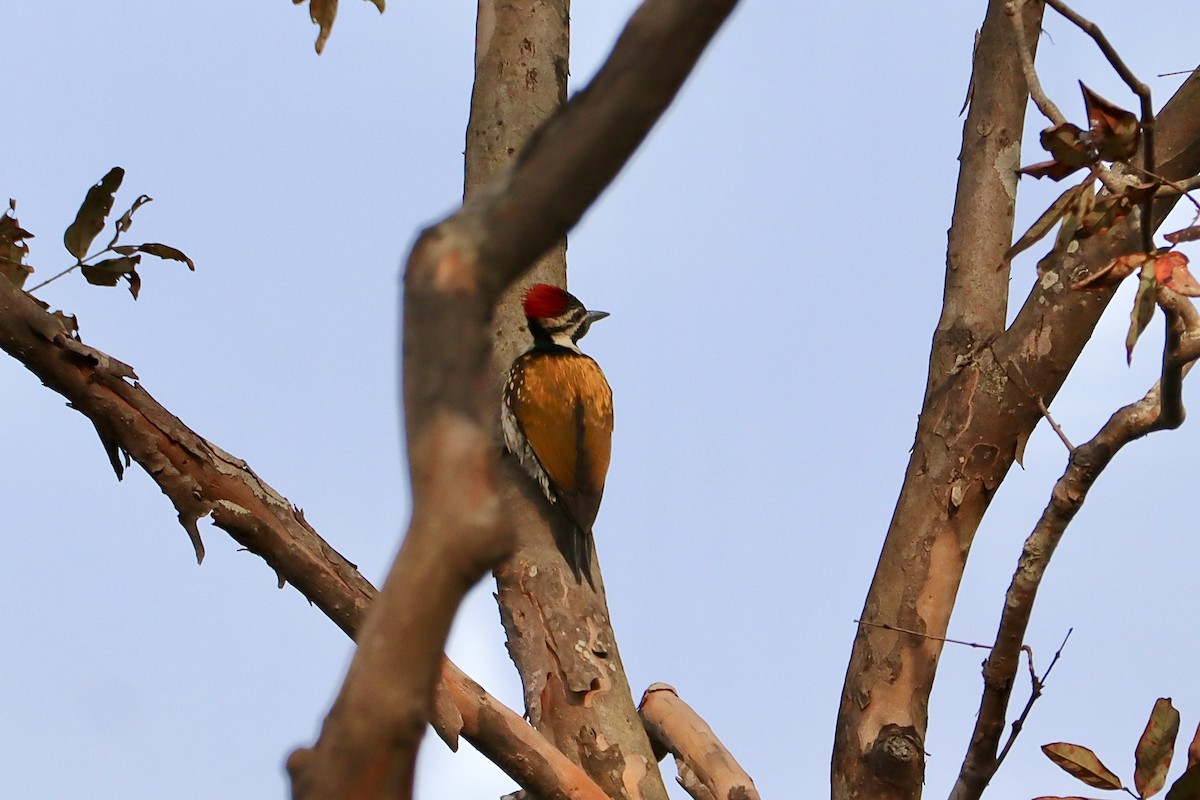 Black-rumped Flameback - Amanda Damin