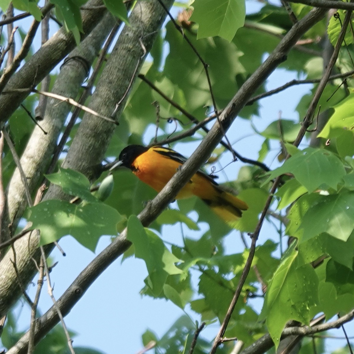 Baltimore Oriole - ML617695967