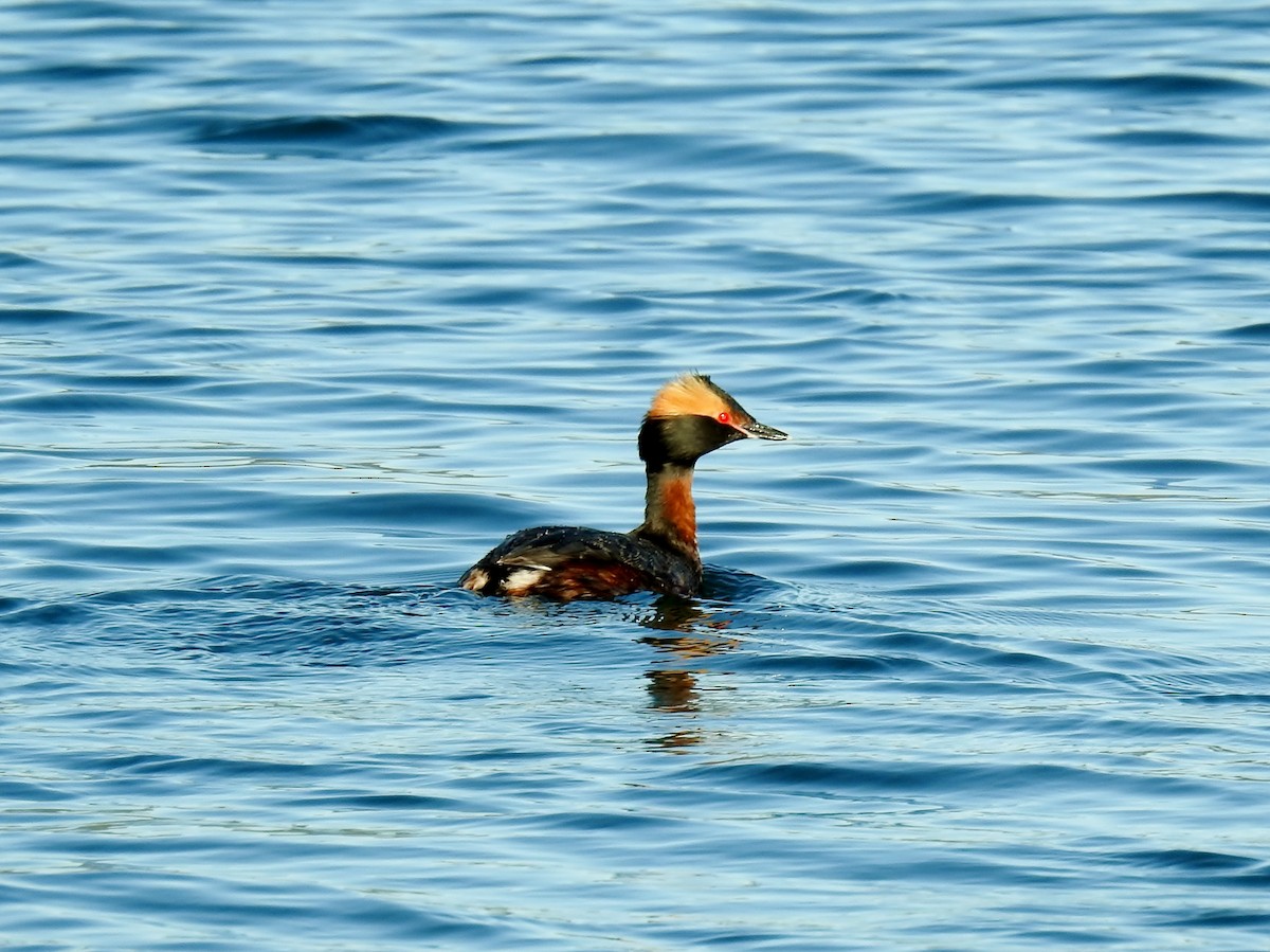 Horned Grebe - K.C. Anderson