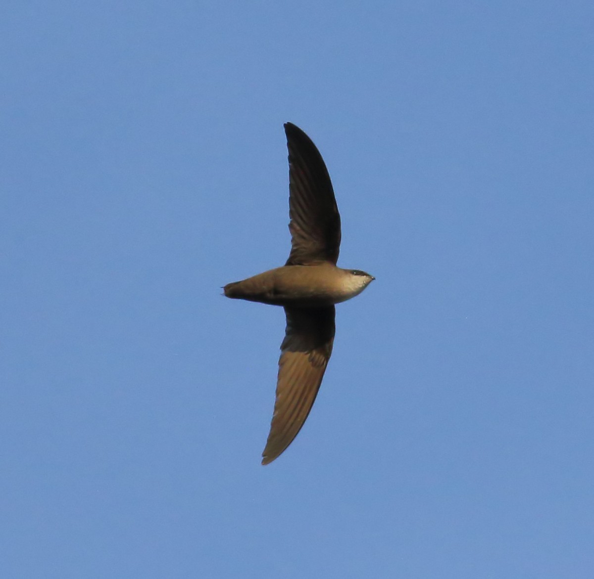 Chimney Swift - ML617696051