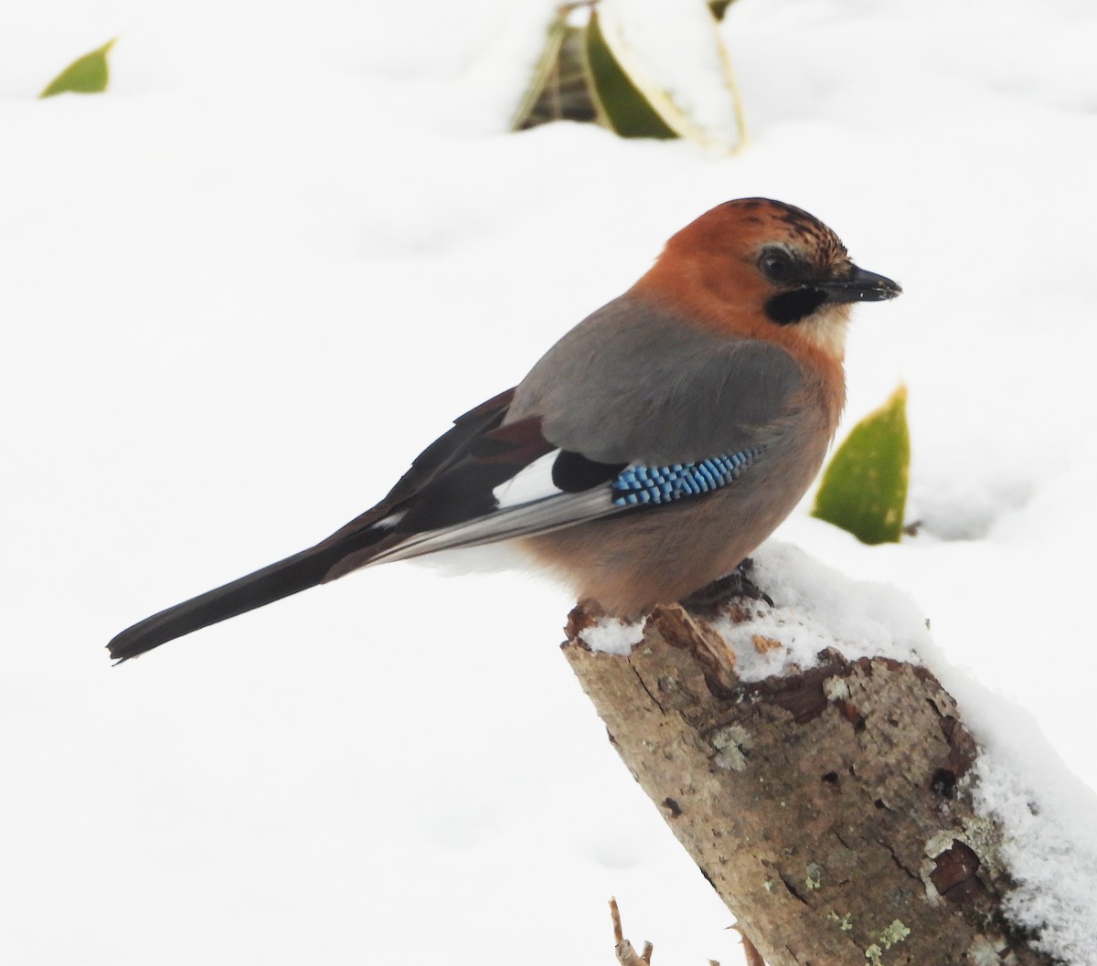 Eurasian Jay (Brandt's) - ML617696065