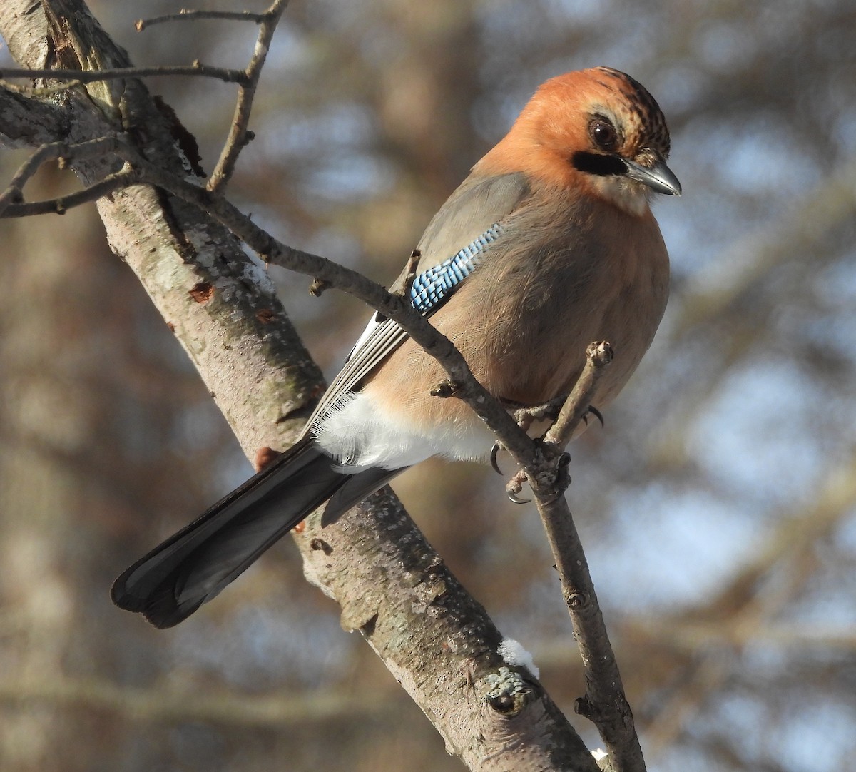 Eurasian Jay (Brandt's) - ML617696066