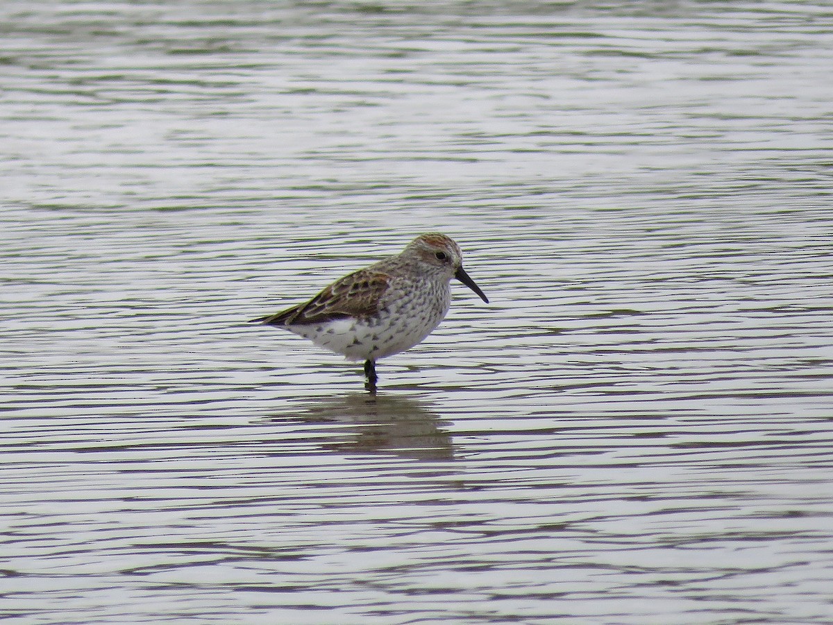 Western Sandpiper - Kevin Groeneweg