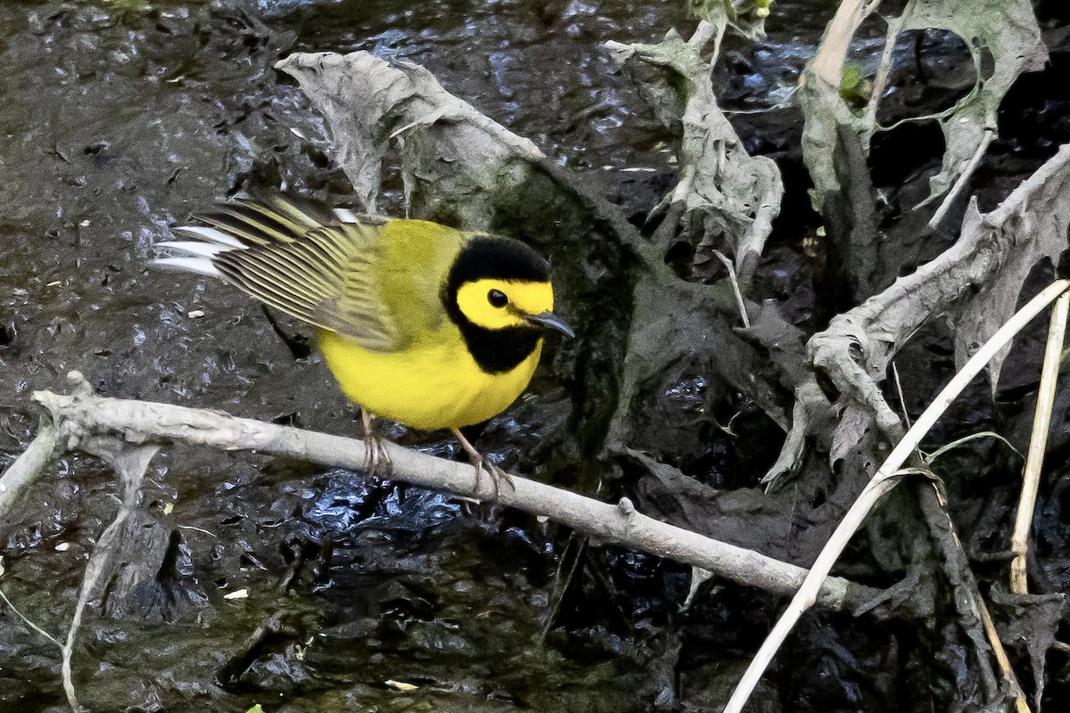 Hooded Warbler - Patrick Gray