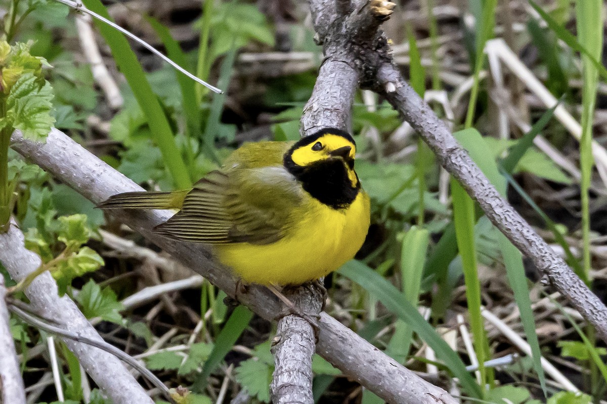 Hooded Warbler - Patrick Gray