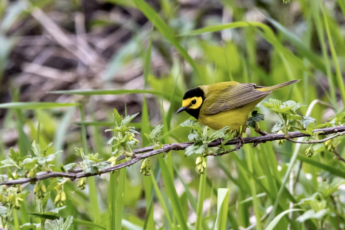 Hooded Warbler - Patrick Gray