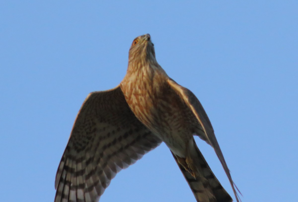 Sharp-shinned Hawk - ML617696111