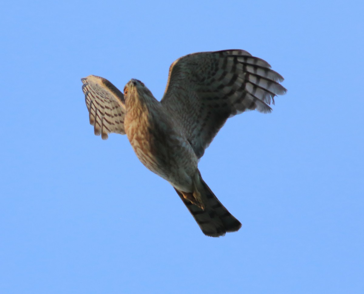 Sharp-shinned Hawk - ML617696112