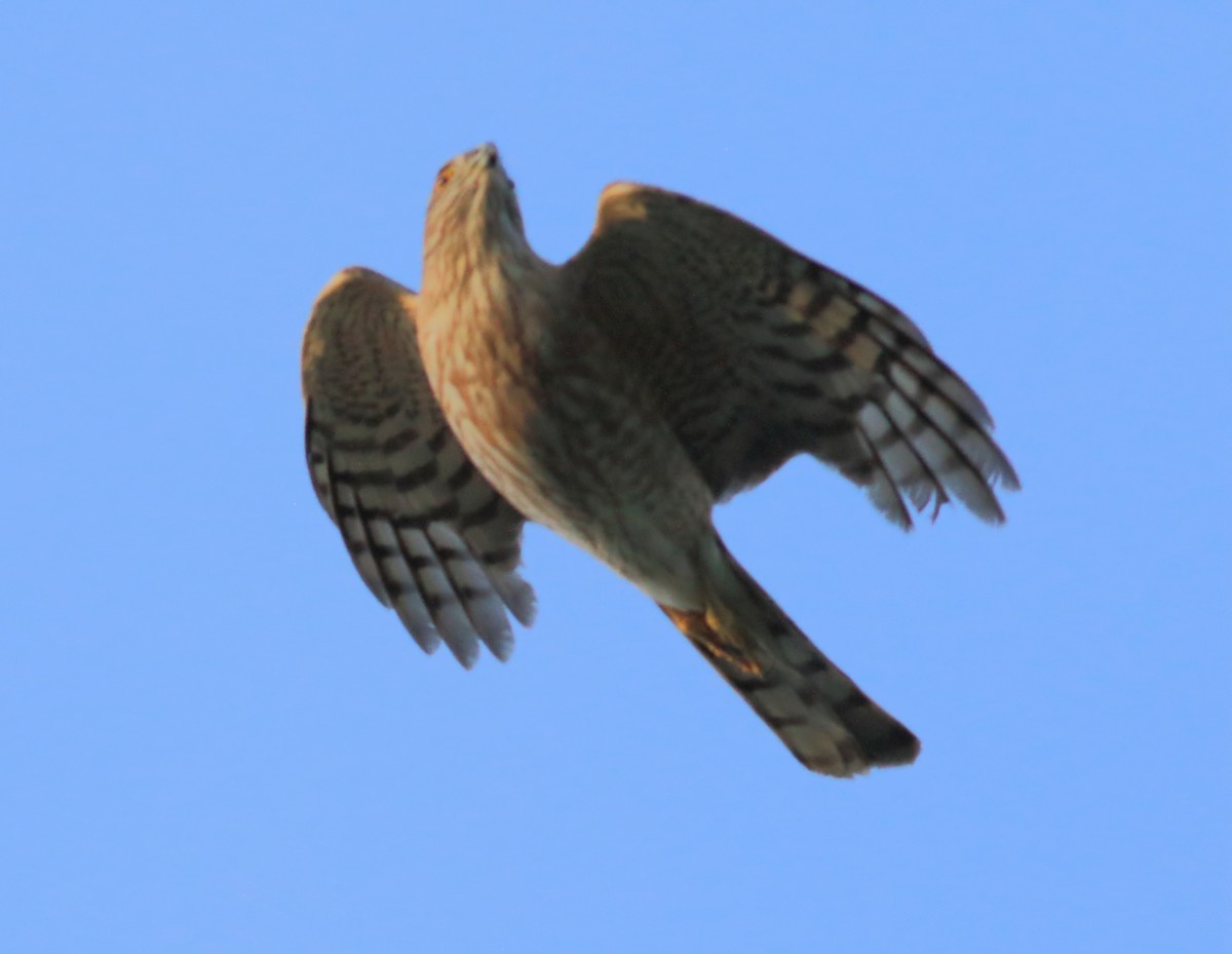 Sharp-shinned Hawk - ML617696113
