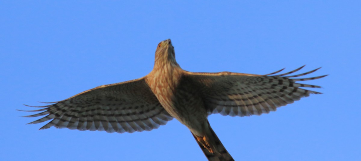 Sharp-shinned Hawk - ML617696115