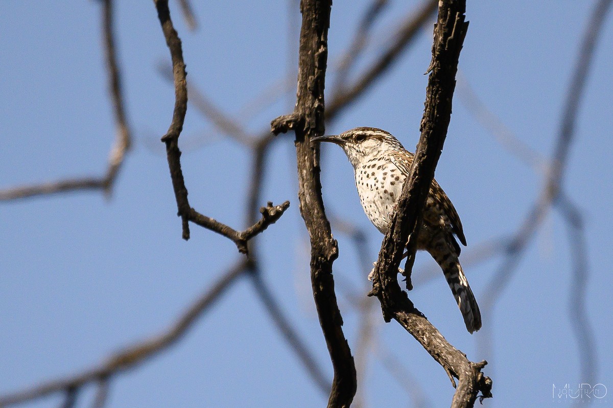 Boucard's Wren - ML617696116