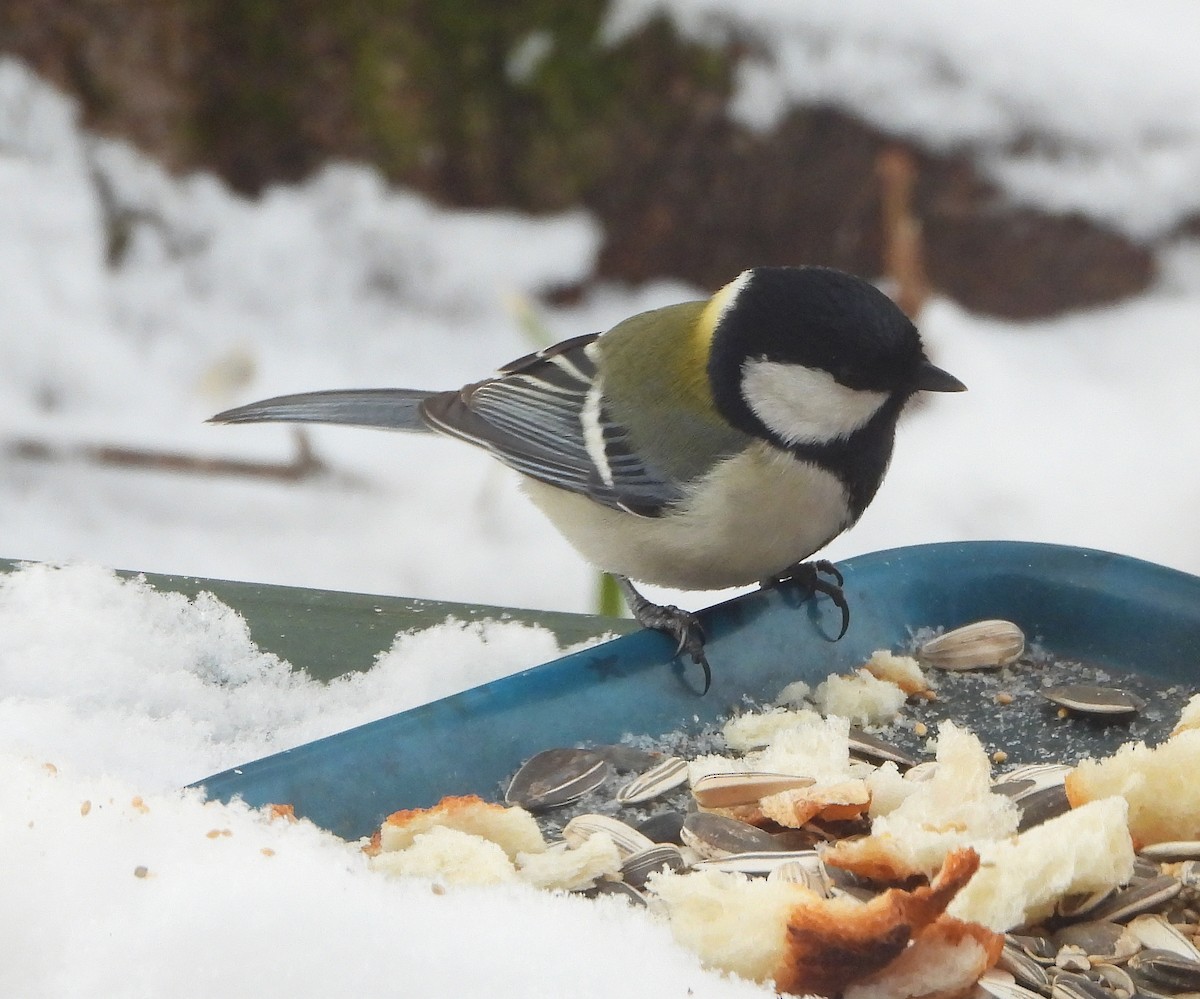 Japanese Tit - Gary Graves