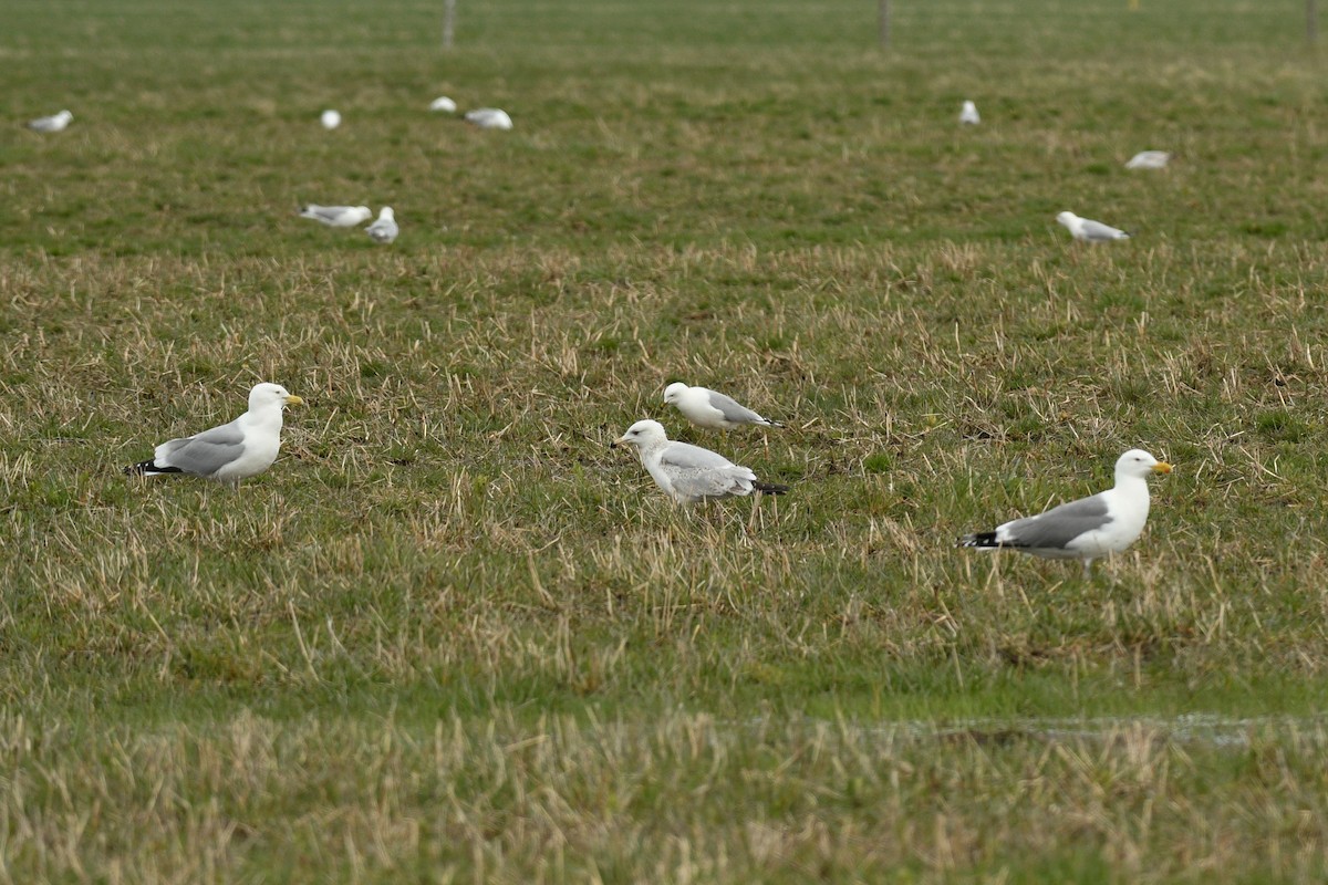 Herring x Great Black-backed Gull (hybrid) - ML617696151