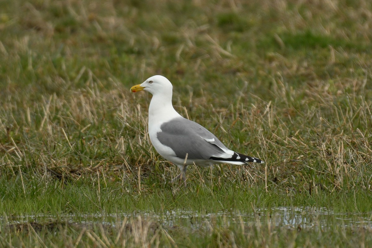 Herring x Great Black-backed Gull (hybrid) - Erik Sein