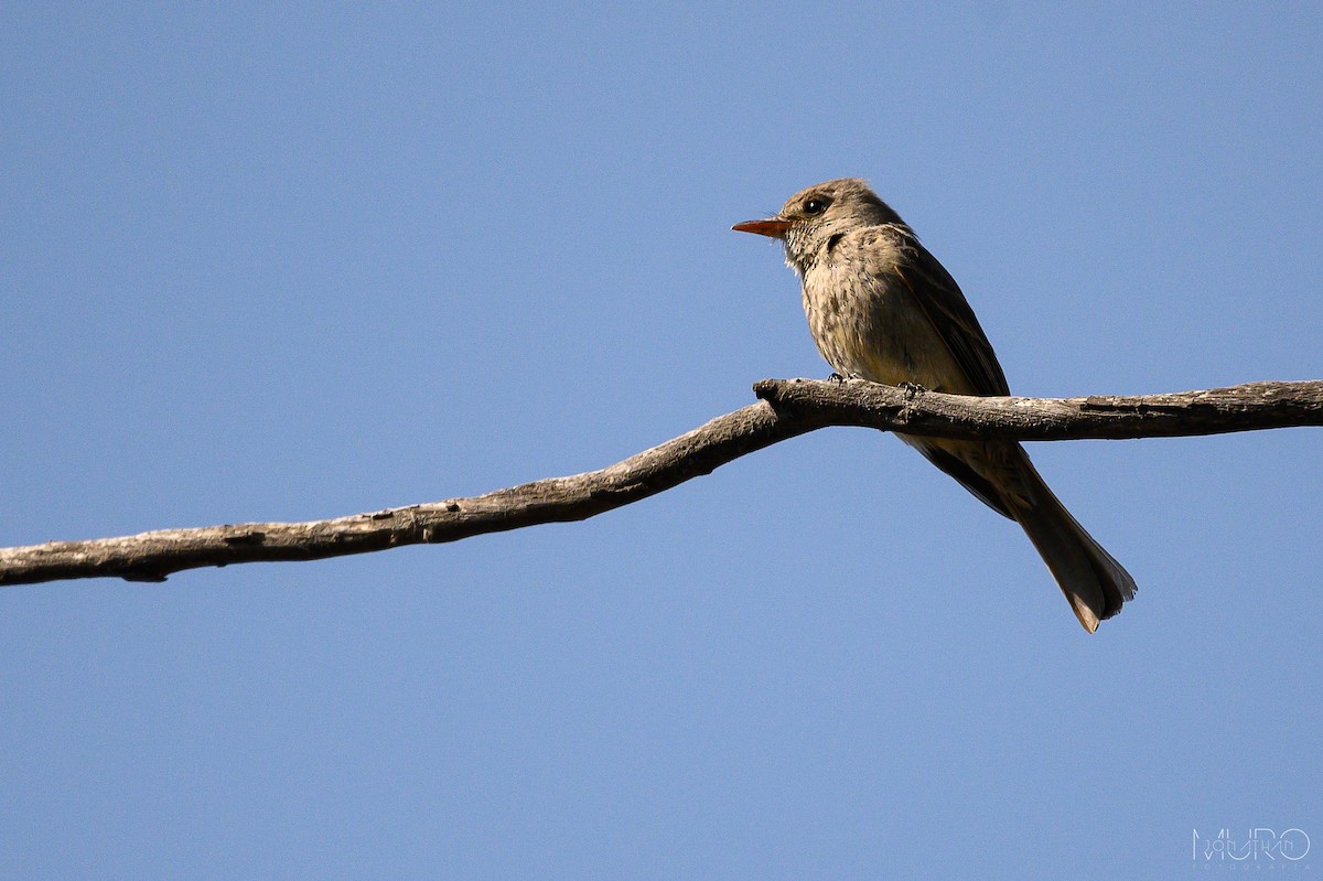 Greater Pewee - ML617696154