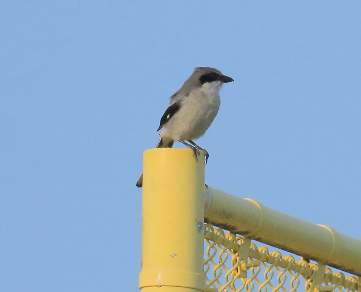 Loggerhead Shrike - ML617696166