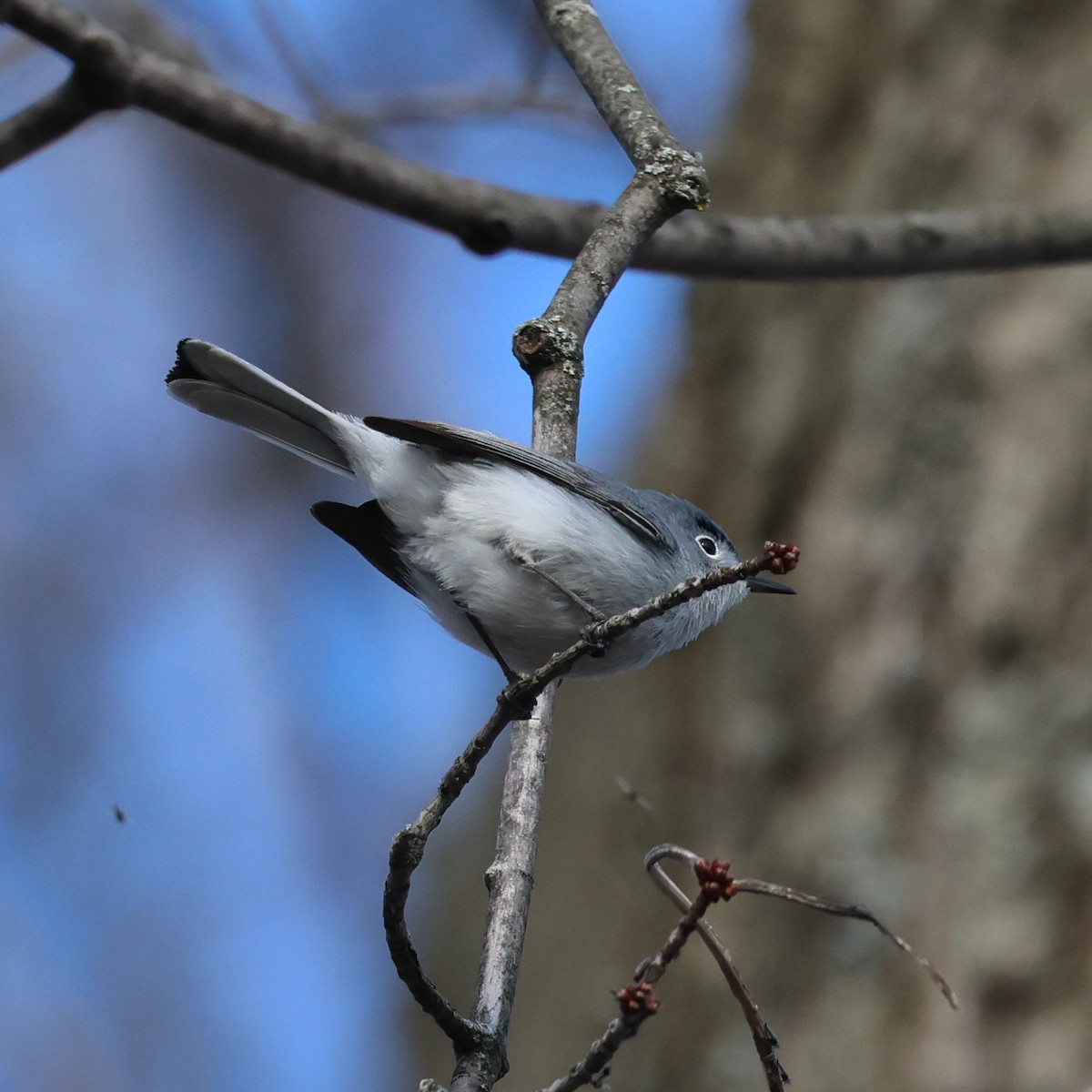 leskot modrošedý - ML617696223