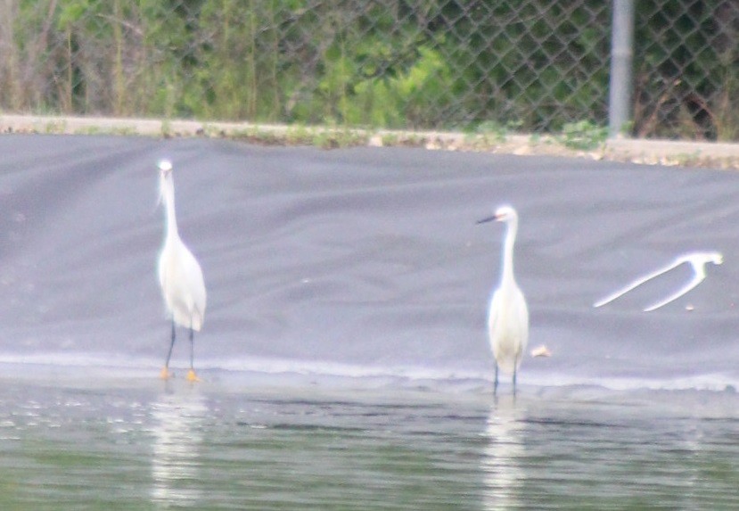 Snowy Egret - ML617696321