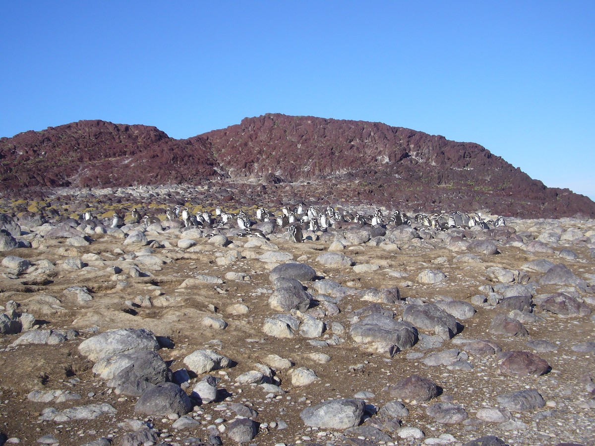 Magellanic Penguin - ML617696326