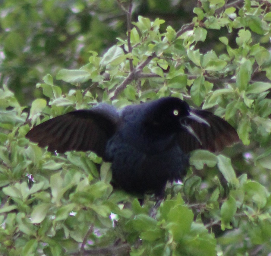 Great-tailed Grackle - ML617696353