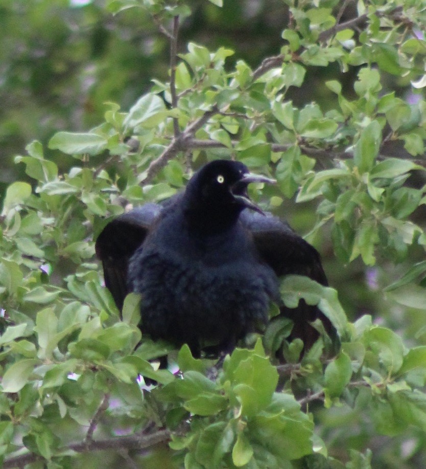 Great-tailed Grackle - ML617696354