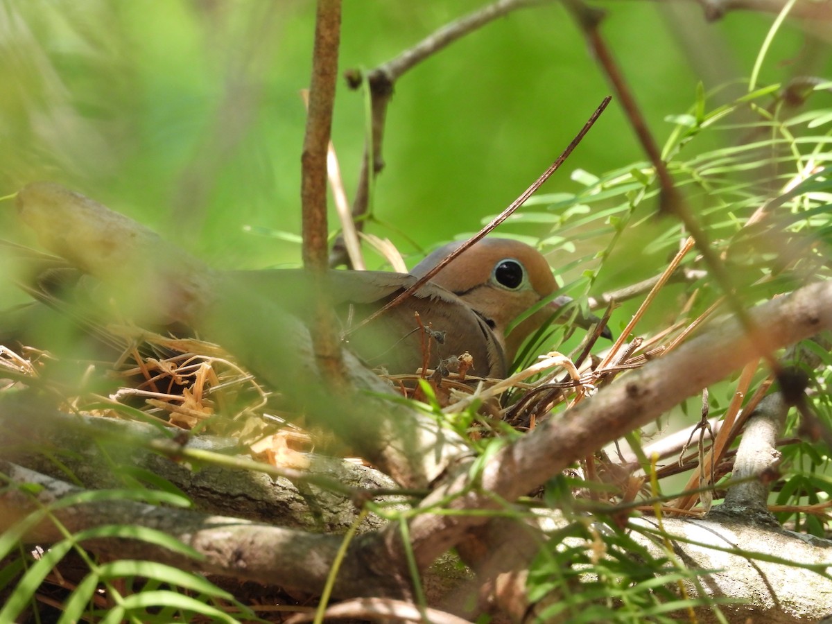 Mourning Dove - Jeffrey Olsson