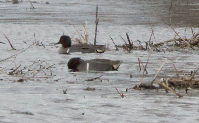 Green-winged Teal - ML617696396