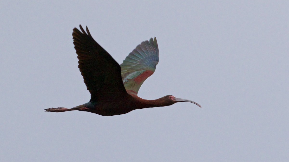 ibis americký - ML617696399