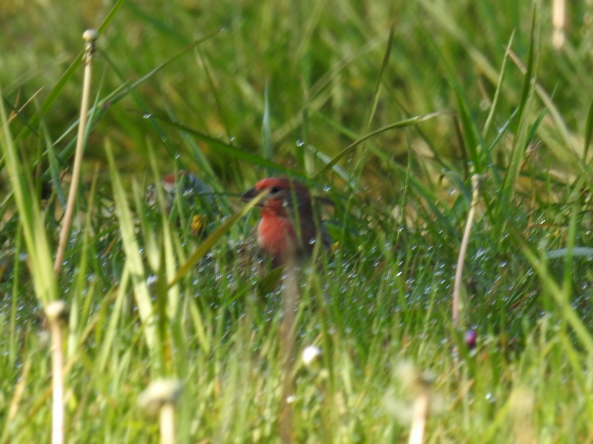 Chipping Sparrow - ML617696402