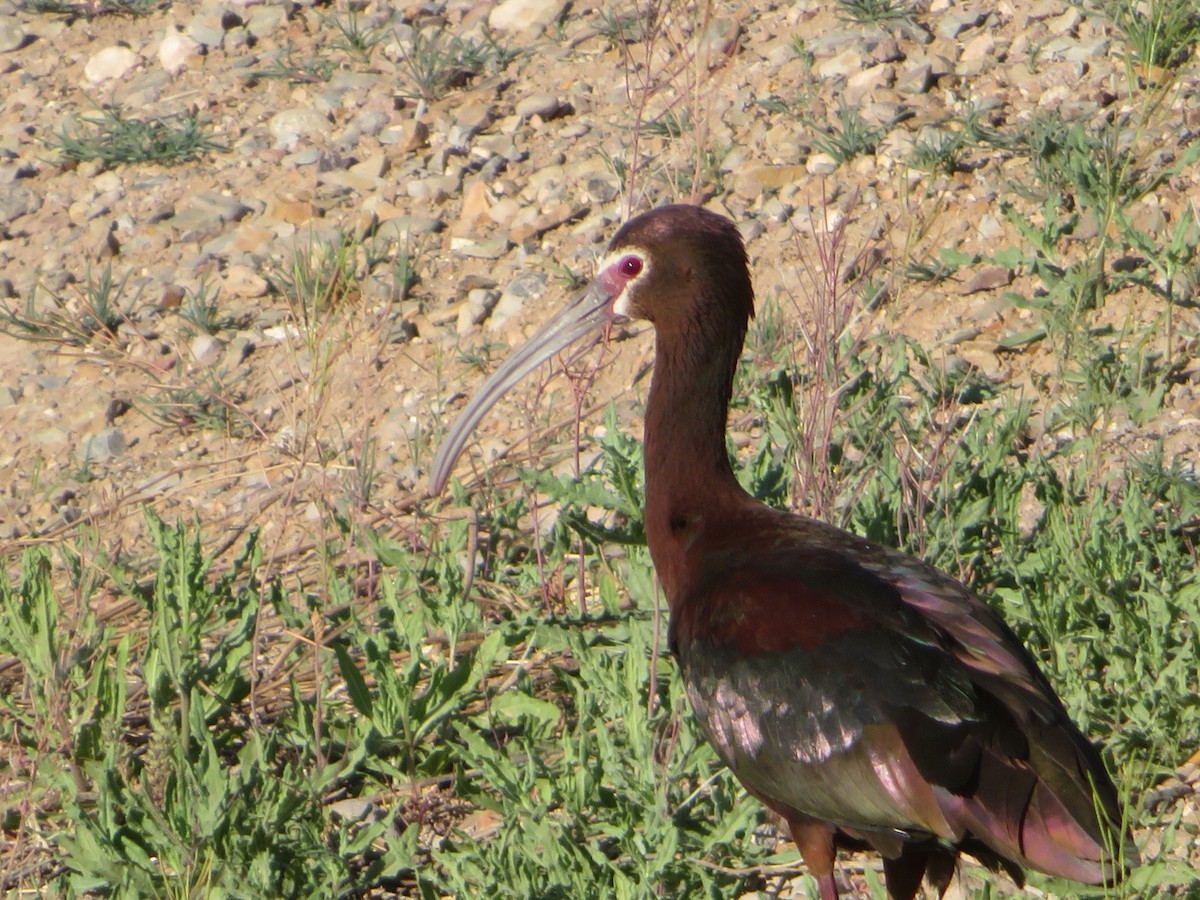 Ibis à face blanche - ML617696408